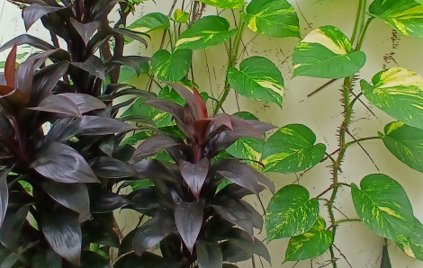 Chỉ cần thao tác nhỏ này, nhà tôi xanh sạch hơn