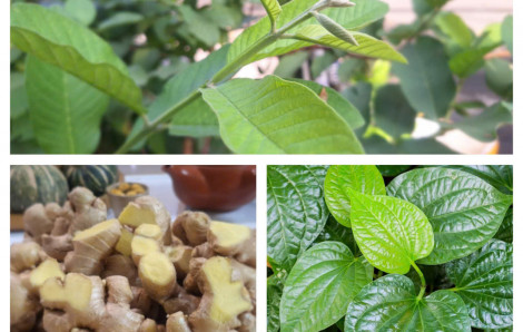 Hồi phục sức khỏe sau lũ lụt bằng thuốc Nam