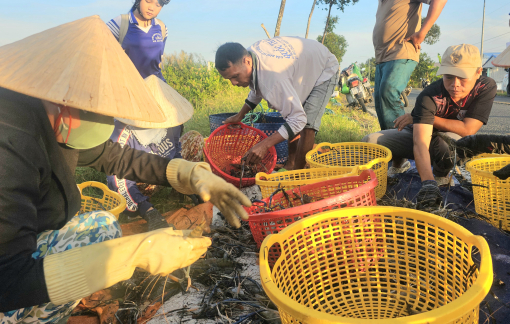 Nông dân vùng Miệt Thứ trúng mùa tôm càng xanh