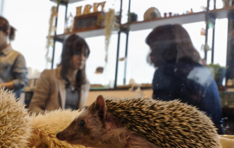 Xu hướng cà phê động vật ở châu Á