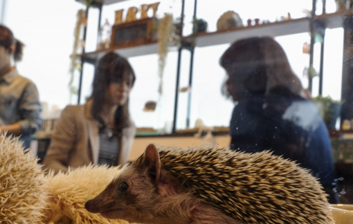 Xu hướng cà phê động vật ở châu Á