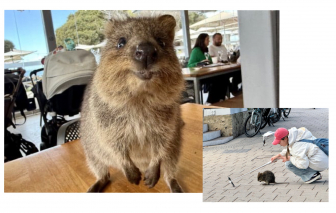 Du khách đổ xô đến Úc chụp ảnh với 'loài vật hạnh phúc nhất thế giới'