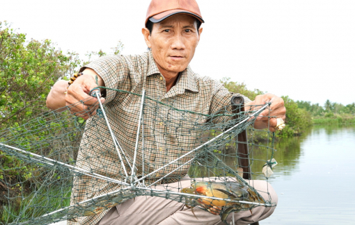 Khai thác tiềm năng từ con cua biển