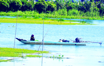 Cá linh sông mình