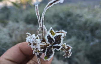 Miền núi Nghệ An chìm trong sương muối, nhiệt độ dưới 0 độ C