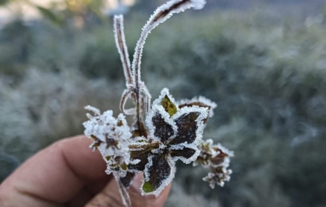 Miền núi Nghệ An chìm trong sương muối, nhiệt độ dưới 0 độ C