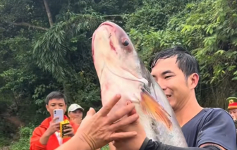 Đổ xô săn cá ‘khủng’ tại hồ Trị An