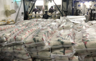 Giá gạo thế giới giảm sâu, xuất khẩu Việt Nam chịu sức ép lớn