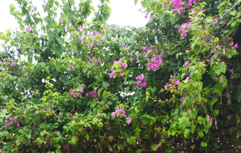 Trước hiên nhà có giàn hoa giấy