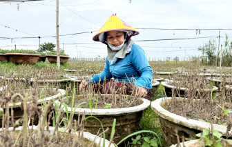 Nhiều Làng hoa miền Trung trắng tay vì mưa lũ