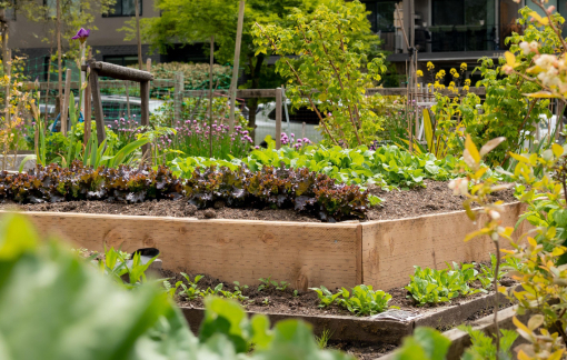 Chuẩn bị vườn rau sạch cho Tết