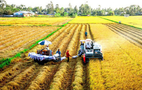 Văn hoá lúa mùa trong đời sống cư dân Đồng bằng sông Cửu Long