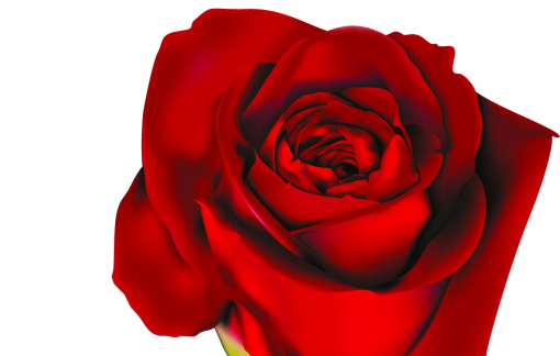 Truyện ngắn: Hoa Hồng