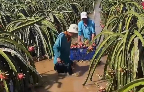 Làm bè chuối thu hoạch thanh long trong dòng lũ