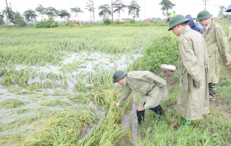 Nhiều chính sách đang được triển khai giúp nông dân khôi phục sản xuất