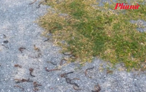 Chuyện gì đang xảy ra ở Quảng Trị khi hàng ngàn con giun trồi lên rồi chết khô?