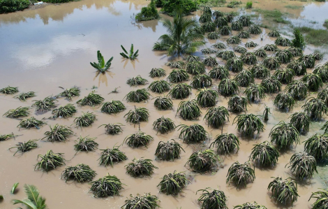 Nông dân khóc ròng khi vườn thanh long để bán Tết chìm trong nước lũ