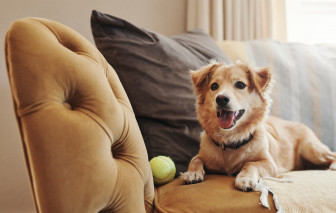 8 cách loại bỏ mùi cún cưng trong nhà