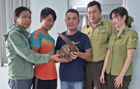 Phát hiện một cá thể tê tê quý hiếm bò vào bụi cây trước nhà