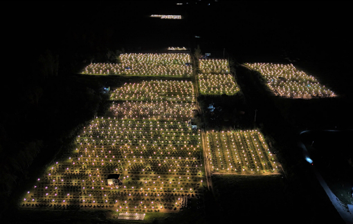 Thủ phủ hoa cúc Gia Lai "thức" xuyên đêm cho kịp Tết