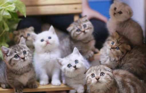 TPHCM đề xuất hỗ trợ 100% chi phí tiêm vắc xin cho chó, mèo và vật nuôi nguy cơ cao