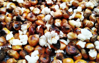 Mùi nhớ - Ngô rang đêm trở gió