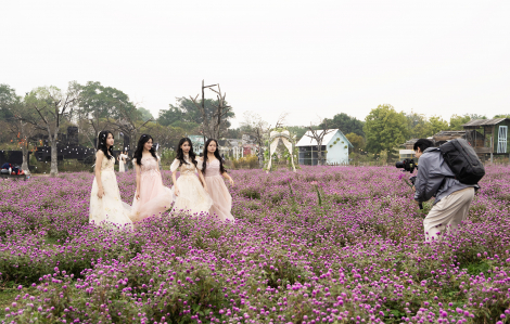 Vườn cổ tích tím giữa lòng Hà Nội thu hút giới trẻ, du khách