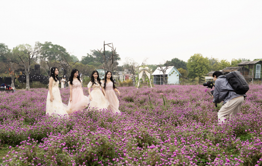 Vườn cổ tích tím giữa lòng Hà Nội thu hút giới trẻ, du khách