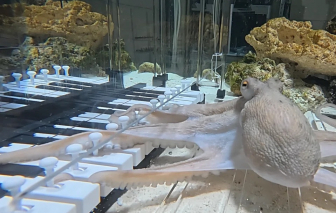 Bạch tuộc cũng có thể chơi đàn piano?