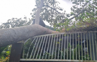 Cây cổ thụ gãy đổ làm sập nhà dân