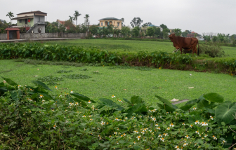 Đi nửa đời người, tôi càng thấm thía nỗi vất vả của ba mẹ