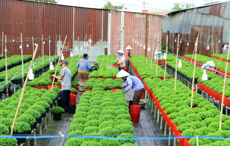 Miền Tây: Tất bật chuẩn bị hàng hóa phục vụ tết