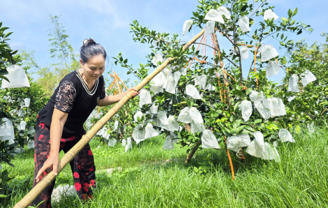 Chăm bẵm cây, con vụ tết để bù đắp thiệt hại