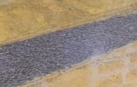 Đàn cá hàng ngàn con khiến nhiều người bất ngờ