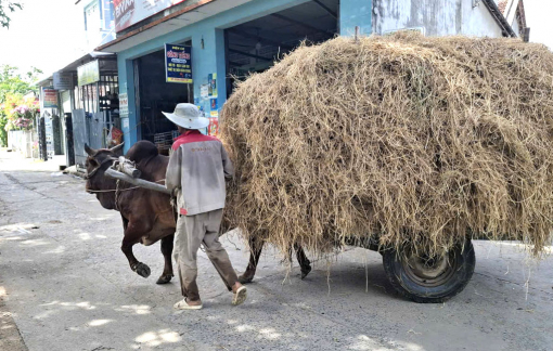Giá rơm khô ở phía đông Đắk Lắk cao chưa từng có