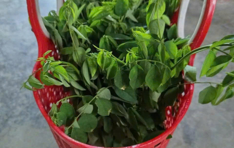 Sống xanh bắt đầu từ việc chăm sóc lại chính ngôi nhà mình