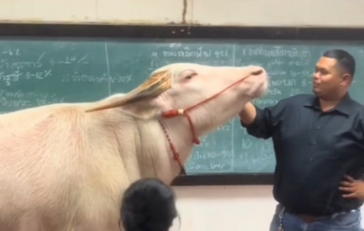 Giảng viên mang con trâu thật đến lớp học