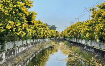 Nhiều tuyến đường TPHCM rực rỡ sắc hoa chuông vàng