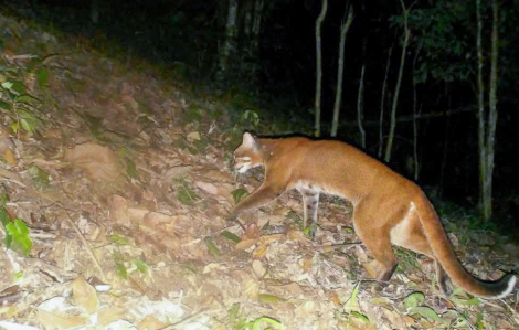 Beo lửa lần đầu được ghi nhận trong rừng nhờ bẫy ảnh