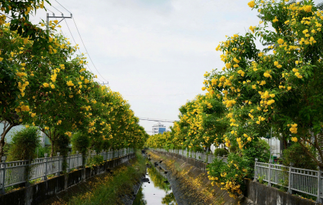 TPHCM vào mùa hoa chuông vàng rực rỡ