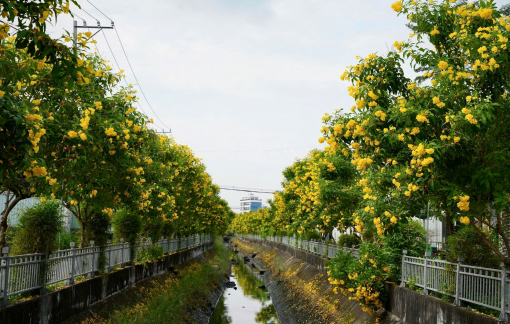 TPHCM vào mùa hoa chuông vàng rực rỡ