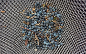 Vi nhựa lan truyền vi khuẩn kháng thuốc