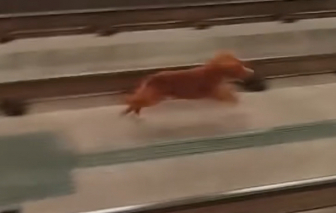 Chó, mèo đi lạc vào nhà ga khiến tàu điện ngầm phải ngưng hoạt động