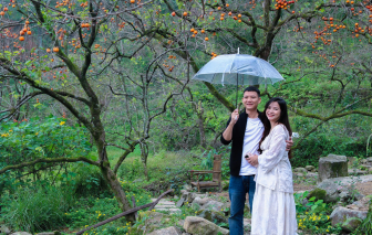 Vườn hồng cổ trút bỏ lá, du khách kéo nhau về check-in