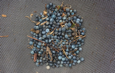 Vi nhựa lan truyền vi khuẩn kháng thuốc