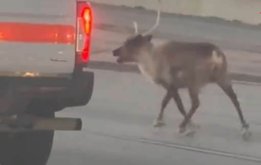 Tuần lộc đi lạc vào đường cao tốc
