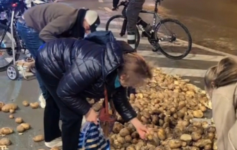 Người dân châu Âu nhặt khoai tây bị đổ đống trong cuộc biểu tình của nông dân