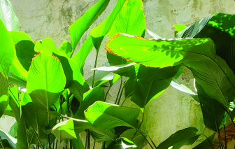 Truyện ngắn - Bóng nắng