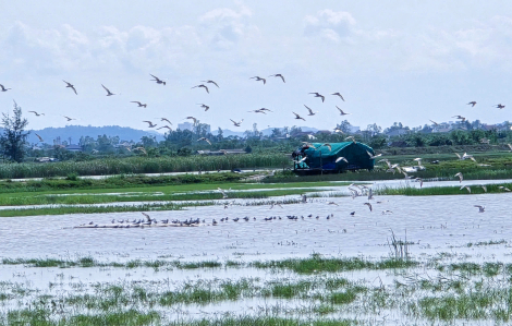 Nghệ An siết chặt bảo vệ động vật hoang dã, chim di cư và đa dạng sinh học