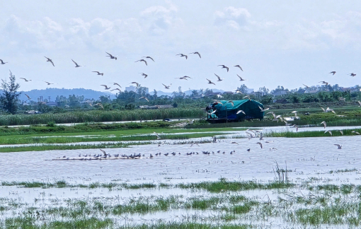 Nghệ An siết chặt bảo vệ động vật hoang dã, chim di cư và đa dạng sinh học